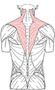 Strength: Partner Shoulder Shrugs